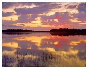 American Alligator Surfacing In Nine Mile Pond At Sunrise, Everglades National Park, Florida-Paper Art-42,,X32,,