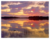American Alligator Surfacing In Nine Mile Pond At Sunrise, Everglades National Park, Florida-Paper Art-42,,X32,,