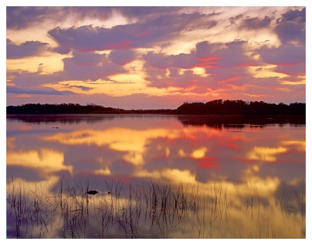 American Alligator Surfacing In Nine Mile Pond At Sunrise, Everglades National Park, Florida-Paper Art-50,,X38,,