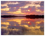 American Alligator Surfacing In Nine Mile Pond At Sunrise, Everglades National Park, Florida-Paper Art-50,,X38,,