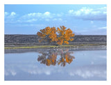 Cottonwood And Cranes, Autumn Foliage, Bosque Del Apache National Wildlife Refuge, New Mexico-Paper Art-26,,X20,,
