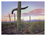Saguaro Cactus Field With Sierrita Mountains In The Background, Saguaro National Park, Arizona-Paper Art-34,,X26,,