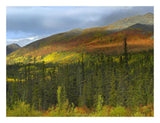 Boreal Forest Beneath Goldensides Mountain, Tombstone Territorial Park, Yukon Territory, Canada-Paper Art-26,,X20,,