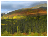 Boreal Forest Beneath Goldensides Mountain, Tombstone Territorial Park, Yukon Territory, Canada-Paper Art-42,,X32,,