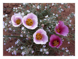 Sego Lily Group, State Flower Of Utah With Bulbous Edible Root, Canyonlands National Park, Utah-Paper Art-26,,X20,,