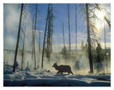 Elk Female In The Snow With Steam Rising From Nearby Hot Spring, Yellowstone National Park, Wyoming-Paper Art-18,,X14,,