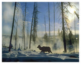 Elk Female In The Snow With Steam Rising From Nearby Hot Spring, Yellowstone National Park, Wyoming-Paper Art-42,,X32,,