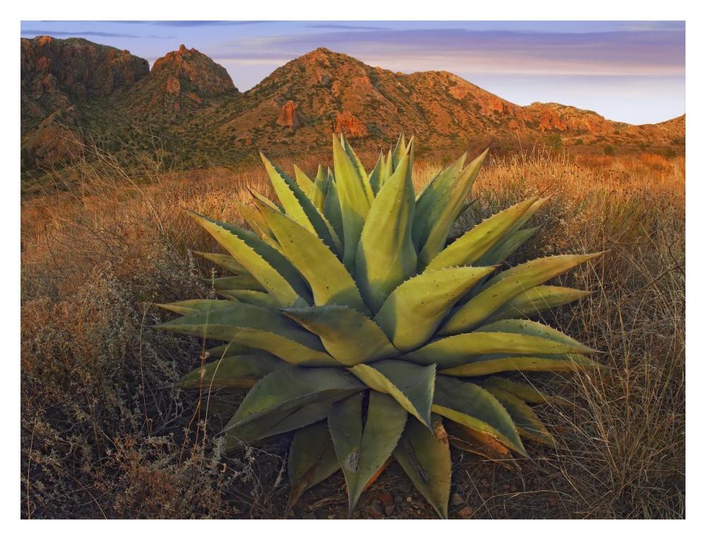 Agave Plants And Chisos Mountains Seen From Chisos Basin, Big Bend National Park, Chihuahuan Desert, Texas-Paper Art-18,,X14,,
