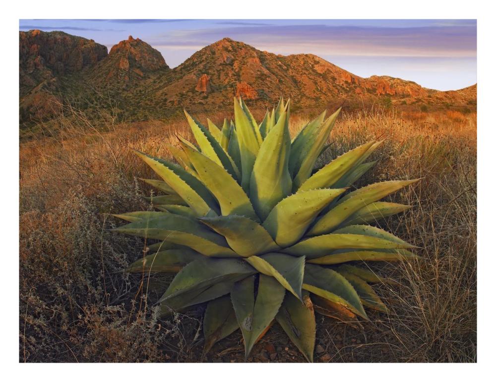 Agave Plants And Chisos Mountains Seen From Chisos Basin, Big Bend National Park, Chihuahuan Desert, Texas-Paper Art-26,,X20,,
