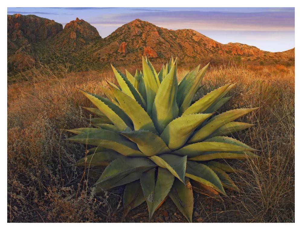 Agave Plants And Chisos Mountains Seen From Chisos Basin, Big Bend National Park, Chihuahuan Desert, Texas-Paper Art-42,,X32,,