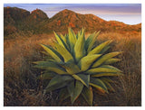 Agave Plants And Chisos Mountains Seen From Chisos Basin, Big Bend National Park, Chihuahuan Desert, Texas-Paper Art-42,,X32,,