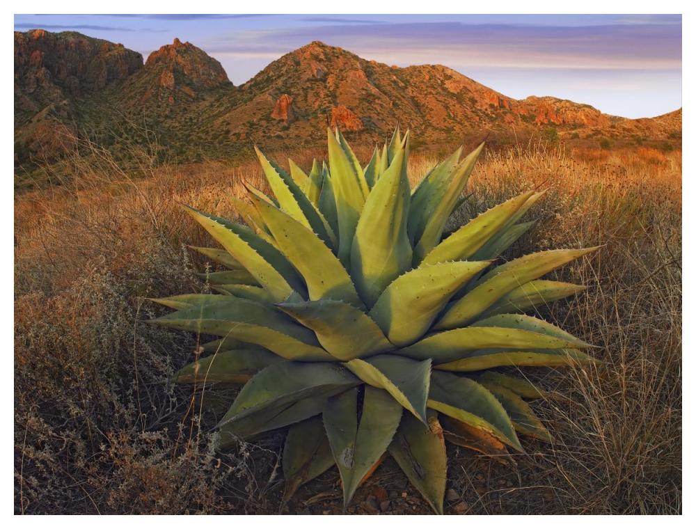 Agave Plants And Chisos Mountains Seen From Chisos Basin, Big Bend National Park, Chihuahuan Desert, Texas-Paper Art-50,,X38,,