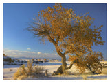Fremont Cottonwood Tree Single Tree In Desert, White Sands National Monument, Chihuahuan Desert New Mexico-Paper Art-18,,X14,,