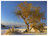 Fremont Cottonwood Tree Single Tree In Desert, White Sands National Monument, Chihuahuan Desert New Mexico-Paper Art-50,,X38,,