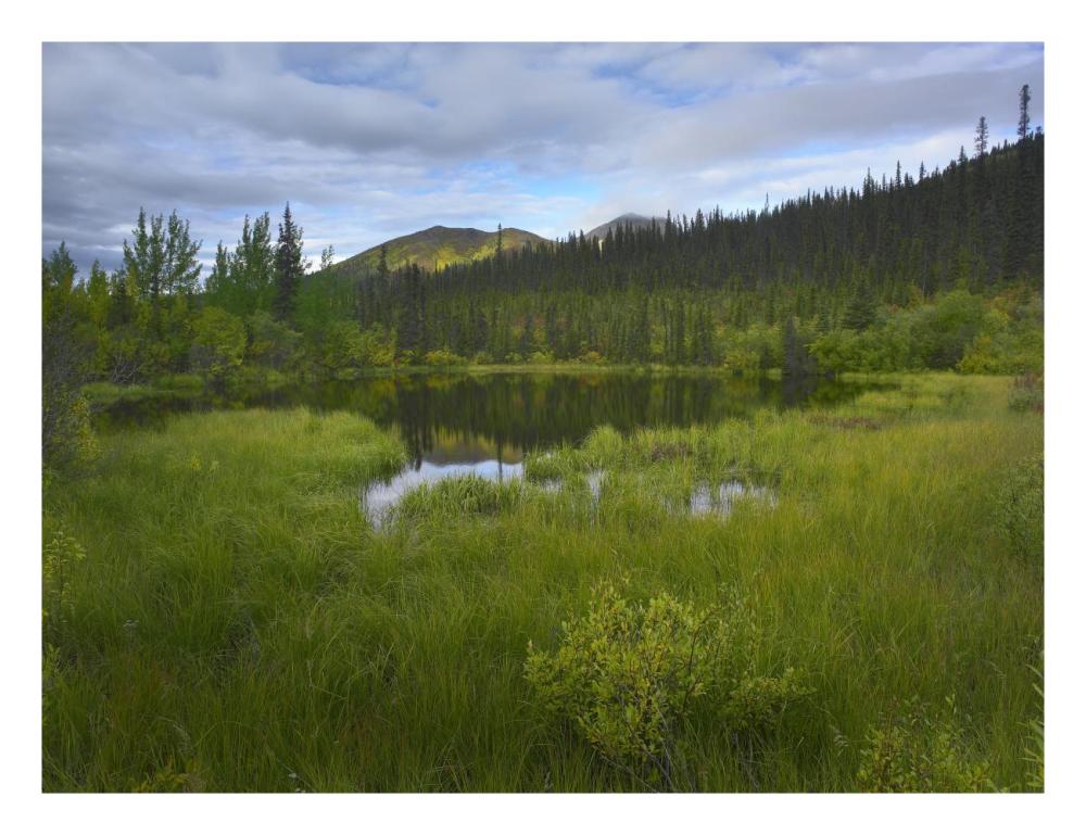 Boreal Forest With Pond And Antimony Mountain In The Background, Ogilvie Mountains, Yukon Territory, Canada-Paper Art-26,,X20,,