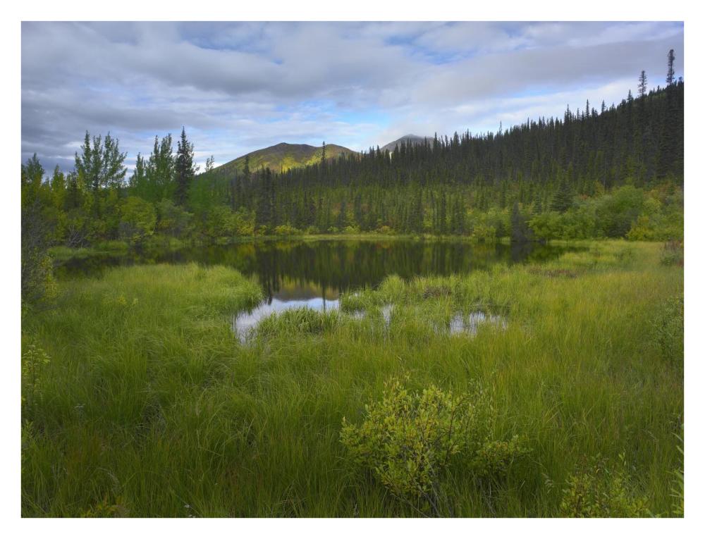 Boreal Forest With Pond And Antimony Mountain In The Background, Ogilvie Mountains, Yukon Territory, Canada-Paper Art-34,,X26,,