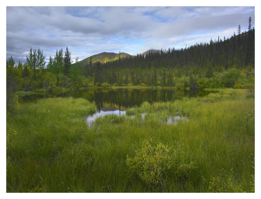 Boreal Forest With Pond And Antimony Mountain In The Background, Ogilvie Mountains, Yukon Territory, Canada-Paper Art-42,,X32,,