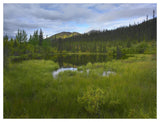 Boreal Forest With Pond And Antimony Mountain In The Background, Ogilvie Mountains, Yukon Territory, Canada-Paper Art-50,,X38,,