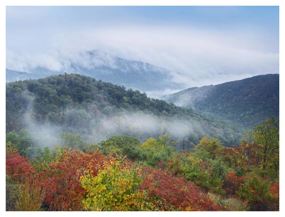Broadleaf Forest In Fall Colors, Skyline Drive, Shenandoah National Park, Virginia-Paper Art-50,,X38,,