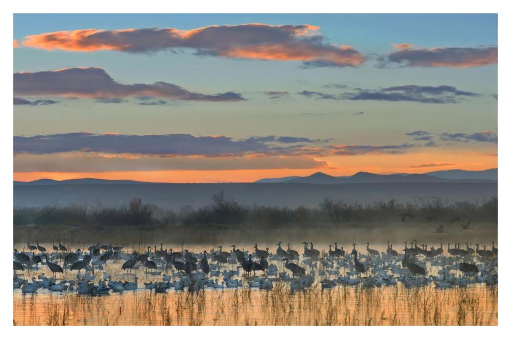 Snow Geese And Sandhill Cranes, Bosque Del Apache National Wildlife Refuge, New Mexico-Paper Art-20,,X14,,
