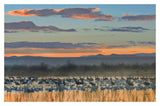 Snow Geese And Sandhill Cranes, Bosque Del Apache National Wildlife Refuge, New Mexico-Paper Art-20,,X14,,