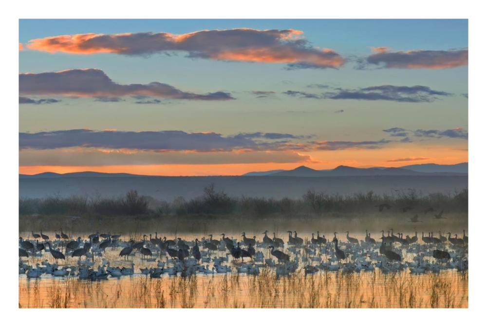 Snow Geese And Sandhill Cranes, Bosque Del Apache National Wildlife Refuge, New Mexico-Paper Art-26,,X18,,