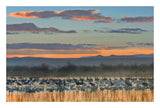 Snow Geese And Sandhill Cranes, Bosque Del Apache National Wildlife Refuge, New Mexico-Paper Art-26,,X18,,