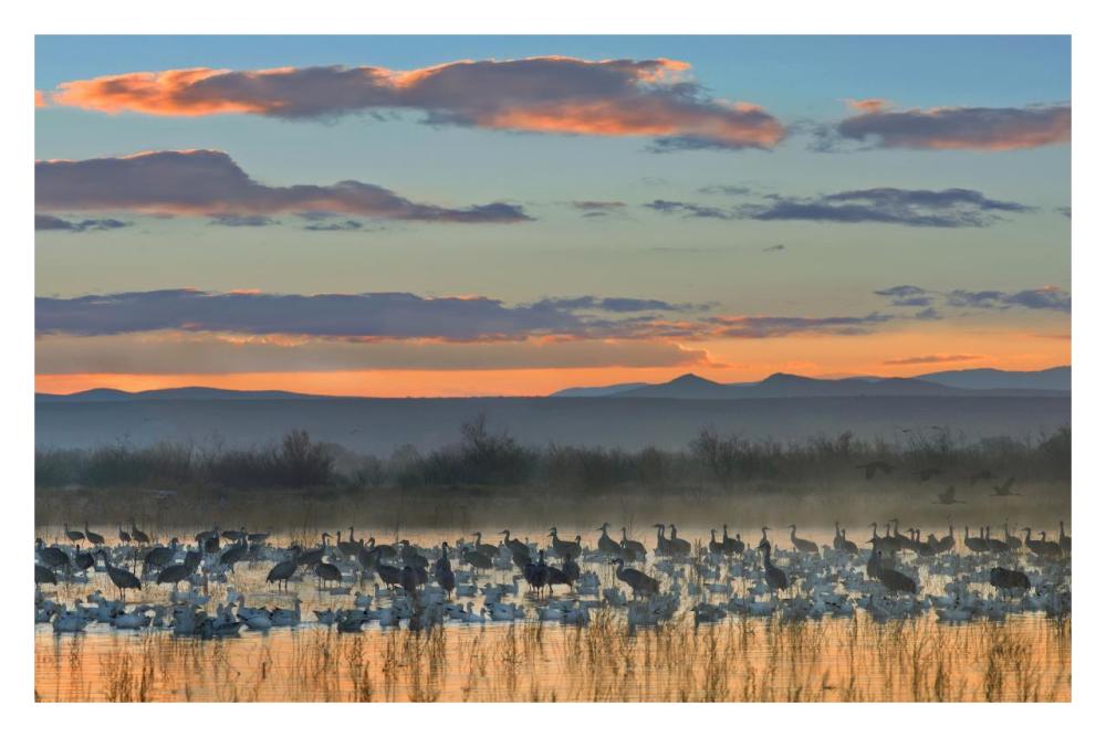Snow Geese And Sandhill Cranes, Bosque Del Apache National Wildlife Refuge, New Mexico-Paper Art-32,,X22,,