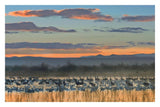 Snow Geese And Sandhill Cranes, Bosque Del Apache National Wildlife Refuge, New Mexico-Paper Art-32,,X22,,
