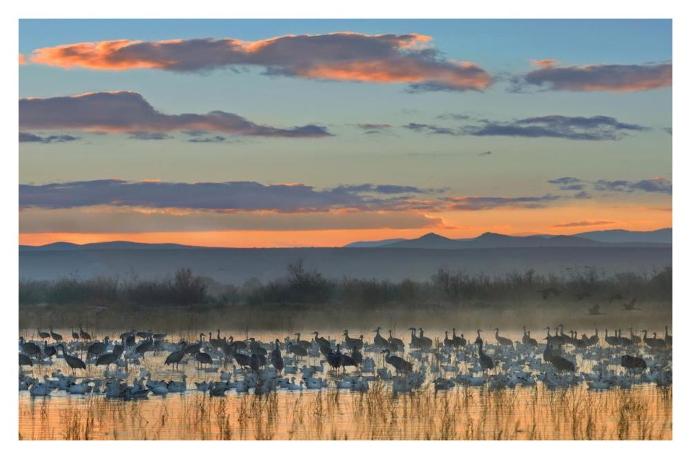 Snow Geese And Sandhill Cranes, Bosque Del Apache National Wildlife Refuge, New Mexico-Paper Art-38,,X26,,