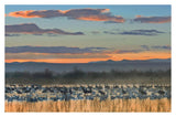 Snow Geese And Sandhill Cranes, Bosque Del Apache National Wildlife Refuge, New Mexico-Paper Art-38,,X26,,