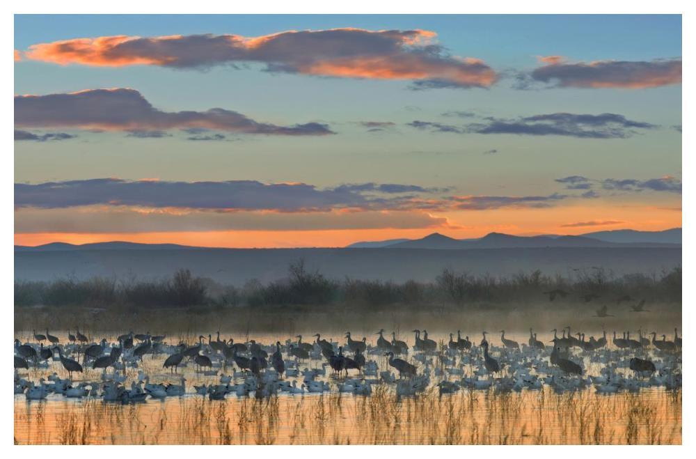 Snow Geese And Sandhill Cranes, Bosque Del Apache National Wildlife Refuge, New Mexico-Paper Art-50,,X34,,