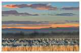 Snow Geese And Sandhill Cranes, Bosque Del Apache National Wildlife Refuge, New Mexico-Paper Art-50,,X34,,