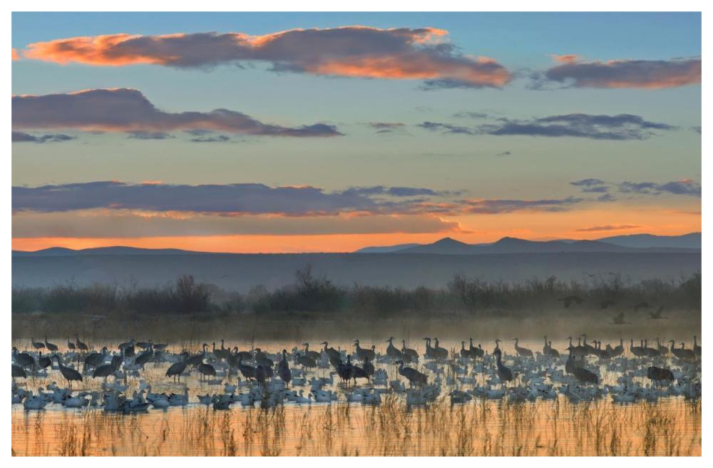 Snow Geese And Sandhill Cranes, Bosque Del Apache National Wildlife Refuge, New Mexico-Paper Art-62,,X42,,