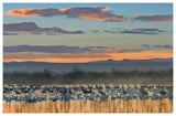 Snow Geese And Sandhill Cranes, Bosque Del Apache National Wildlife Refuge, New Mexico-Paper Art-62,,X42,,