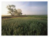 Oak Trees Shrouded In Fog, Tallgrass Prairie In Flint Hills Taken Over By Invasive Great Brome Grass, Kansas-Paper Art-18,,X14,,