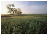 Oak Trees Shrouded In Fog, Tallgrass Prairie In Flint Hills Taken Over By Invasive Great Brome Grass, Kansas-Paper Art-50,,X38,,