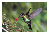 Fiery-Throated Hummingbird Feeding At Ladies Eardrops Flower, Poas Volcano National Park, Costa Rica-Paper Art-26,,X18,,