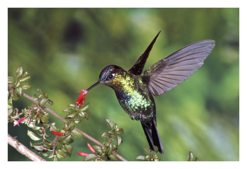 Fiery-Throated Hummingbird Feeding At Ladies Eardrops Flower, Poas Volcano National Park, Costa Rica-Paper Art-32,,X22,,