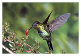Fiery-Throated Hummingbird Feeding At Ladies Eardrops Flower, Poas Volcano National Park, Costa Rica-Paper Art-38,,X26,,