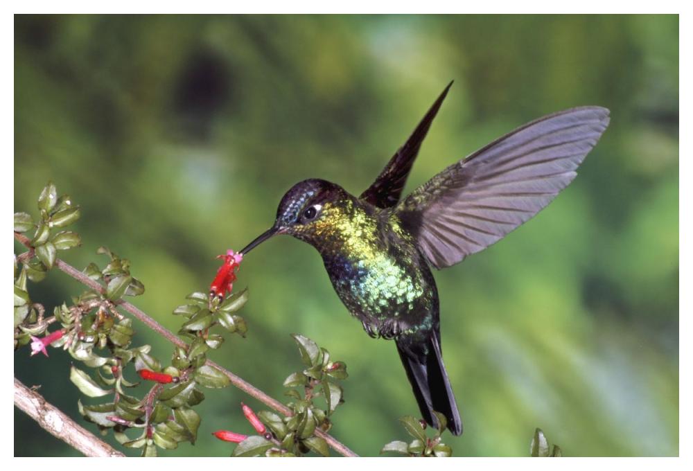 Fiery-Throated Hummingbird Feeding At Ladies Eardrops Flower, Poas Volcano National Park, Costa Rica-Paper Art-50,,X34,,