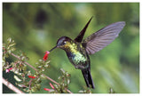 Fiery-Throated Hummingbird Feeding At Ladies Eardrops Flower, Poas Volcano National Park, Costa Rica-Paper Art-62,,X42,,