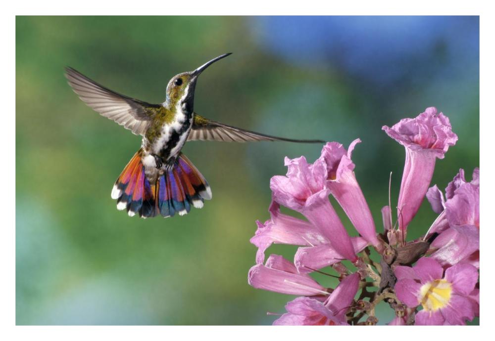 Green-Breasted Mango Hummingbird Visiting Flowers Of Puiva Tree, Costa Rica-Paper Art-32,,X22,,