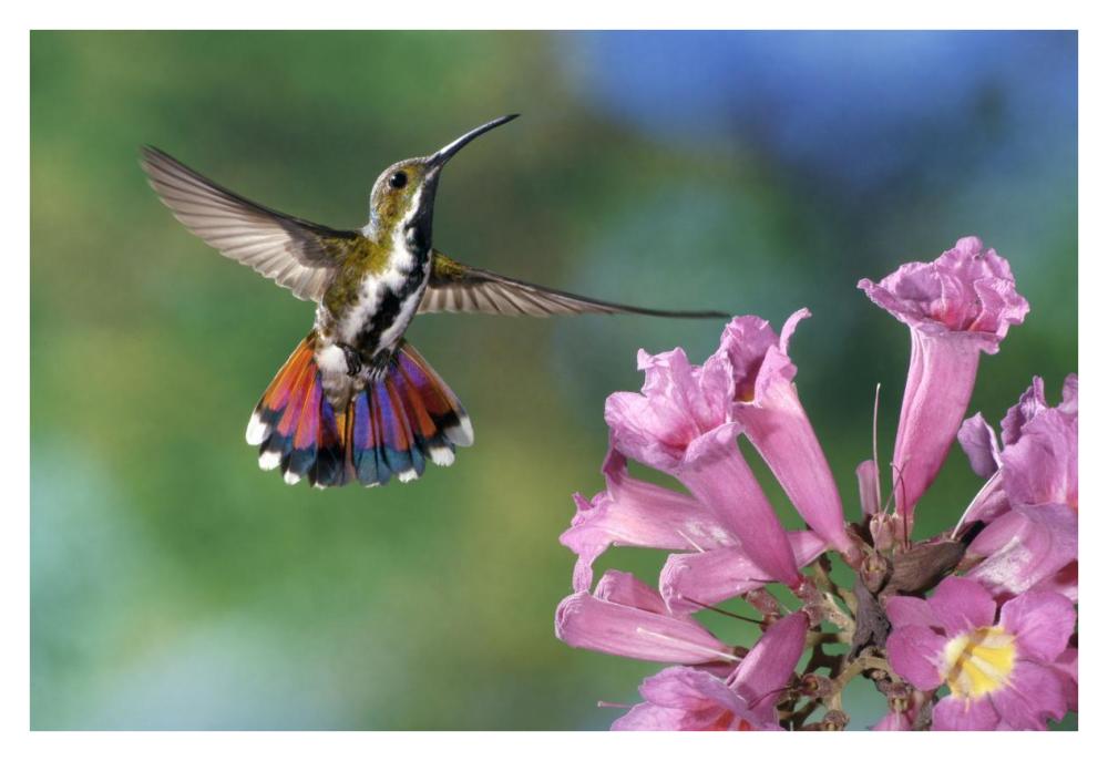 Green-Breasted Mango Hummingbird Visiting Flowers Of Puiva Tree, Costa Rica-Paper Art-38,,X26,,