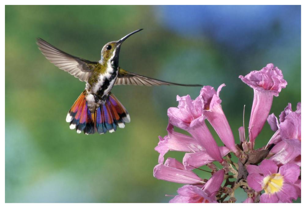Green-Breasted Mango Hummingbird Visiting Flowers Of Puiva Tree, Costa Rica-Paper Art-62,,X42,,