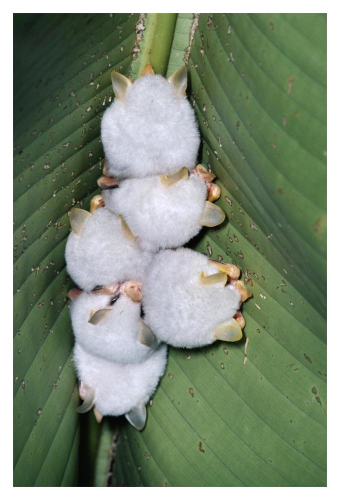 Honduran White Bat Group Roosting Under Heliconia Leaf, Rainforest, Costa Rica-Paper Art-14,,X20,,