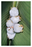 Honduran White Bat Group Roosting Under Heliconia Leaf, Rainforest, Costa Rica-Paper Art-14,,X20,,