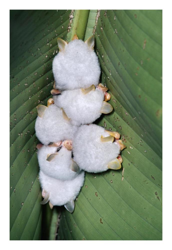Honduran White Bat Group Roosting Under Heliconia Leaf, Rainforest, Costa Rica-Paper Art-18,,X26,,