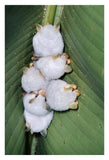 Honduran White Bat Group Roosting Under Heliconia Leaf, Rainforest, Costa Rica-Paper Art-22,,X32,,