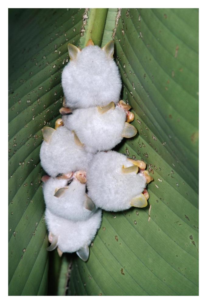 Honduran White Bat Group Roosting Under Heliconia Leaf, Rainforest, Costa Rica-Paper Art-26,,X38,,